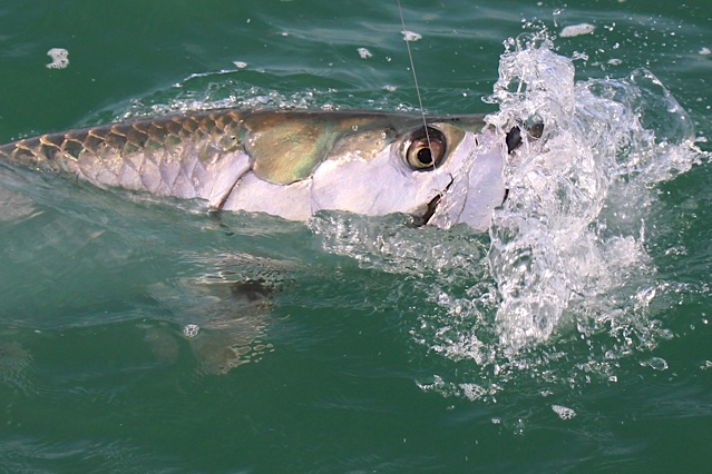 Miami Tarpon Fishing And Fort Lauderdale Inshore Fishing Catching Shark 