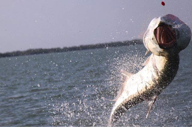 Miami tarpon fishing and Fort Lauderdale inshore fishing catching shark ...